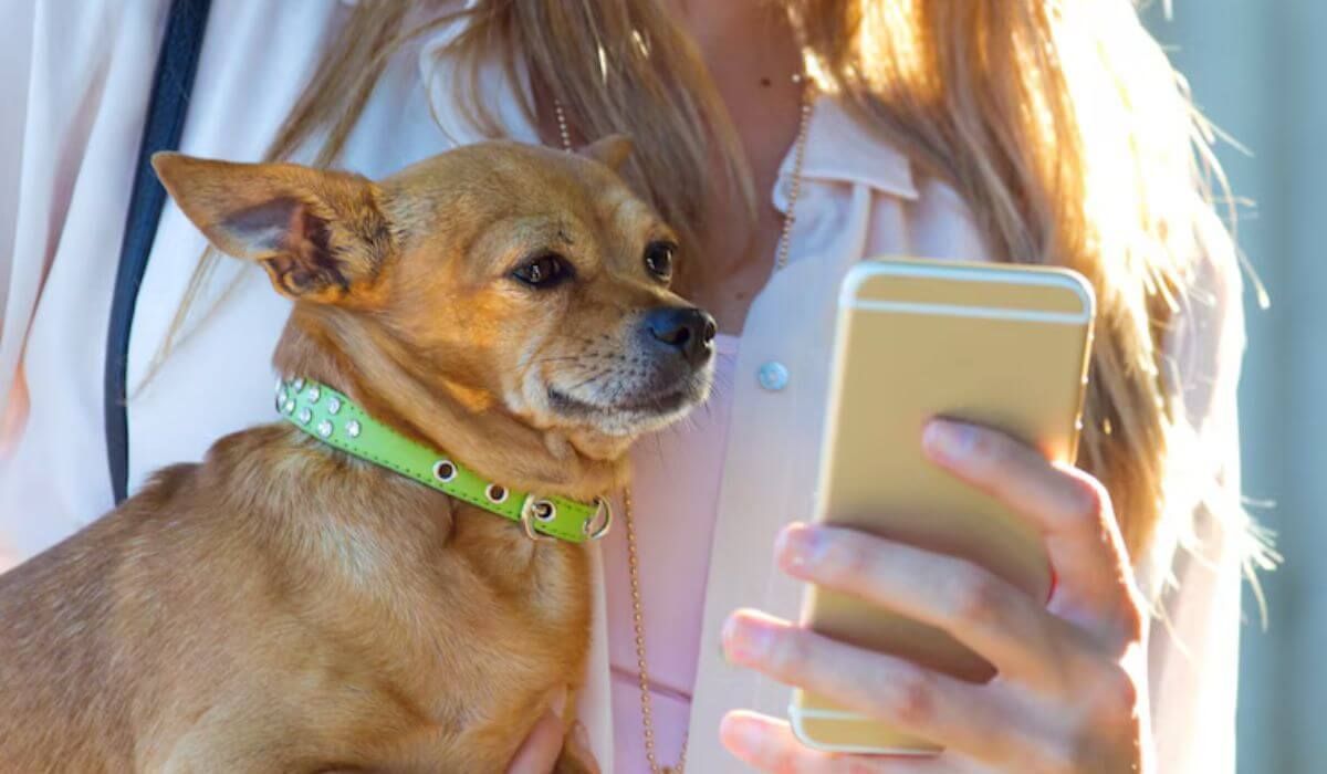 home security with pets
