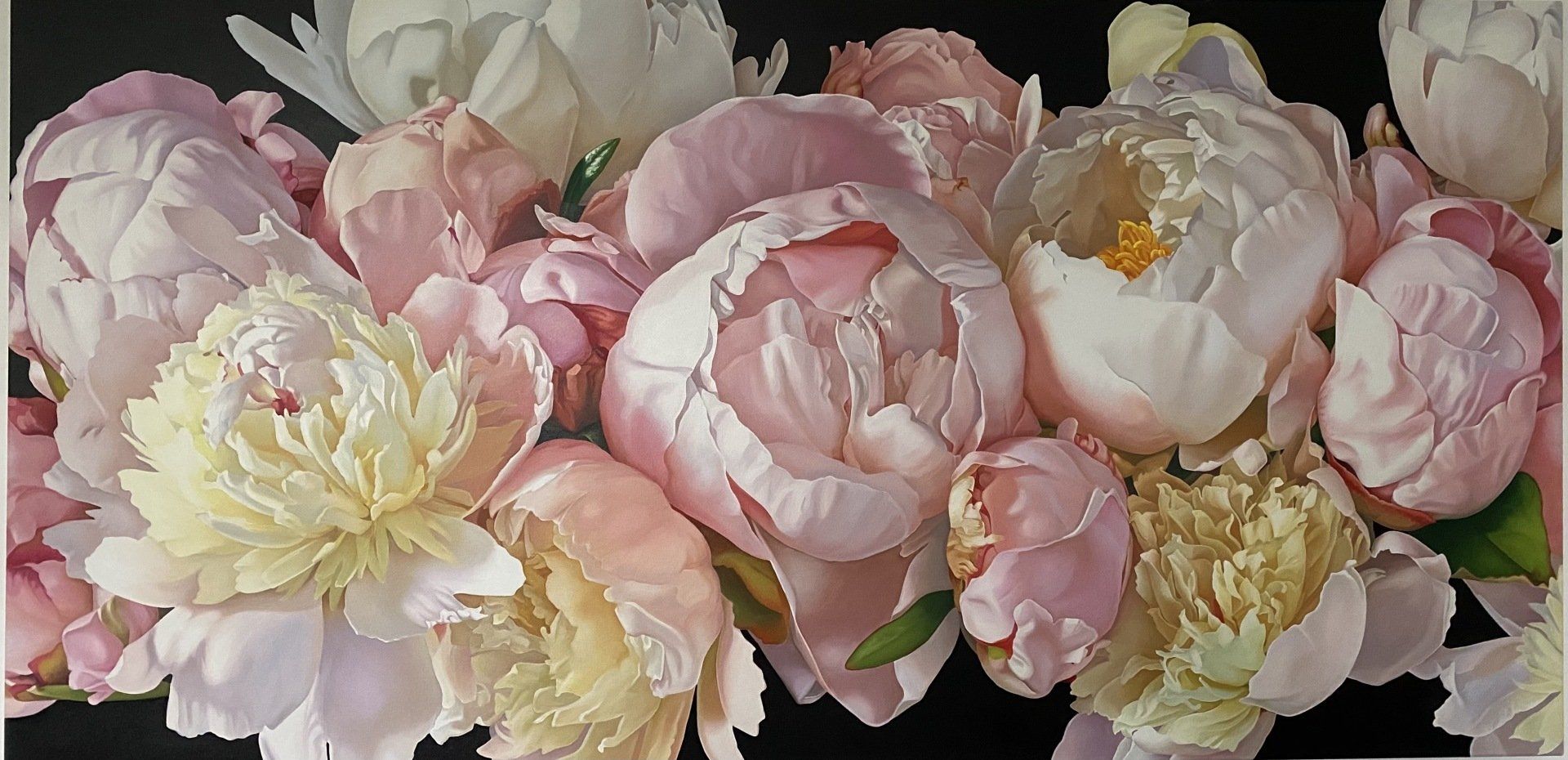 A painting of pink and white peonies on a black background