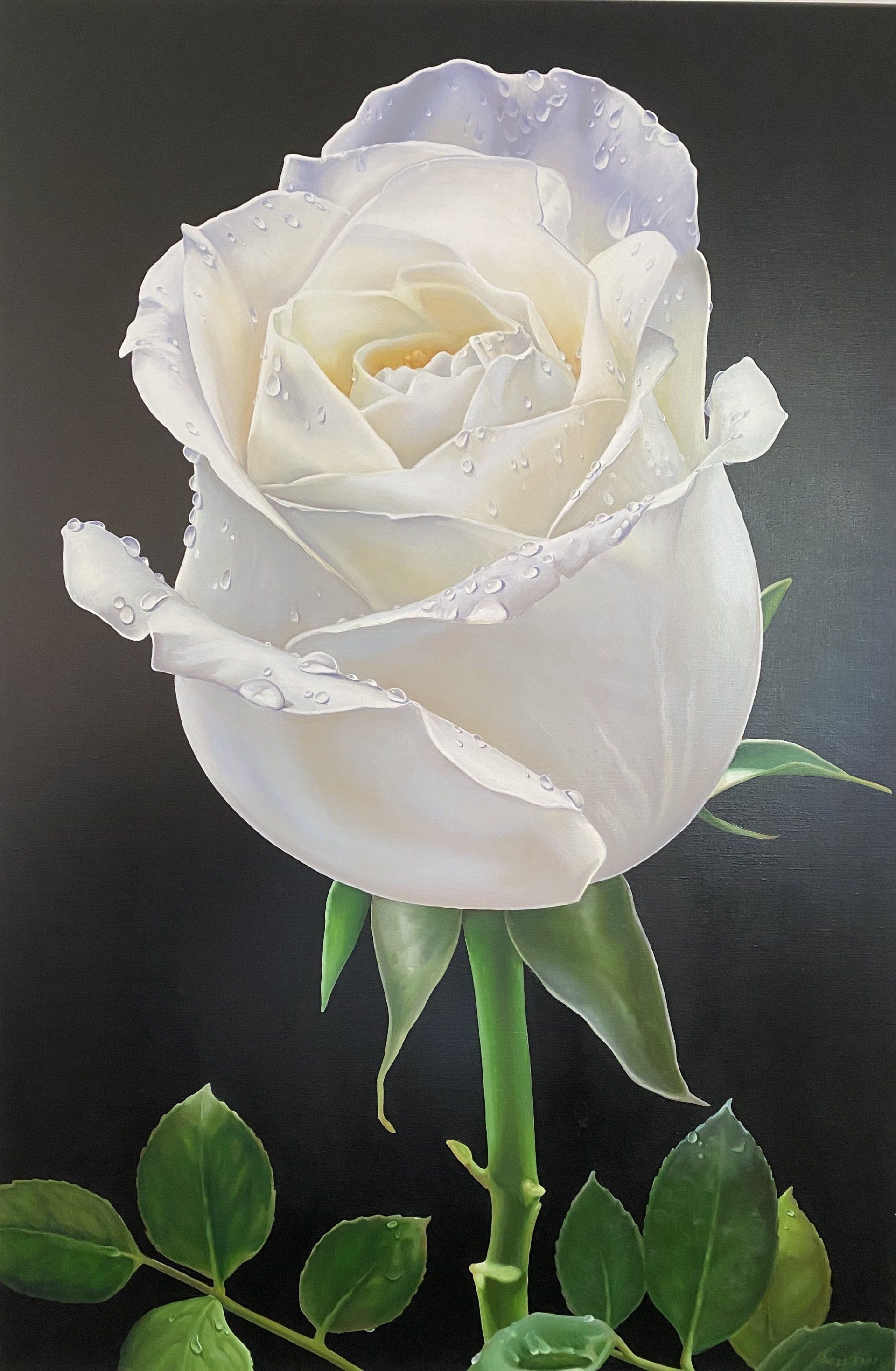 A white rose with green leaves on a black background