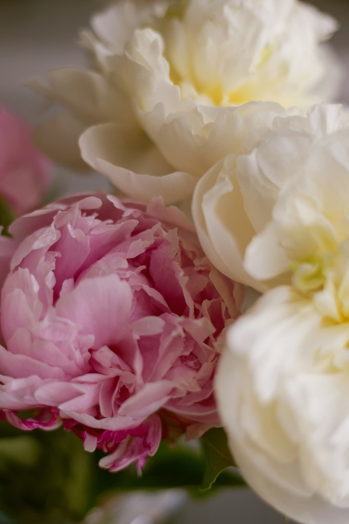 a close up of pink and white flowers