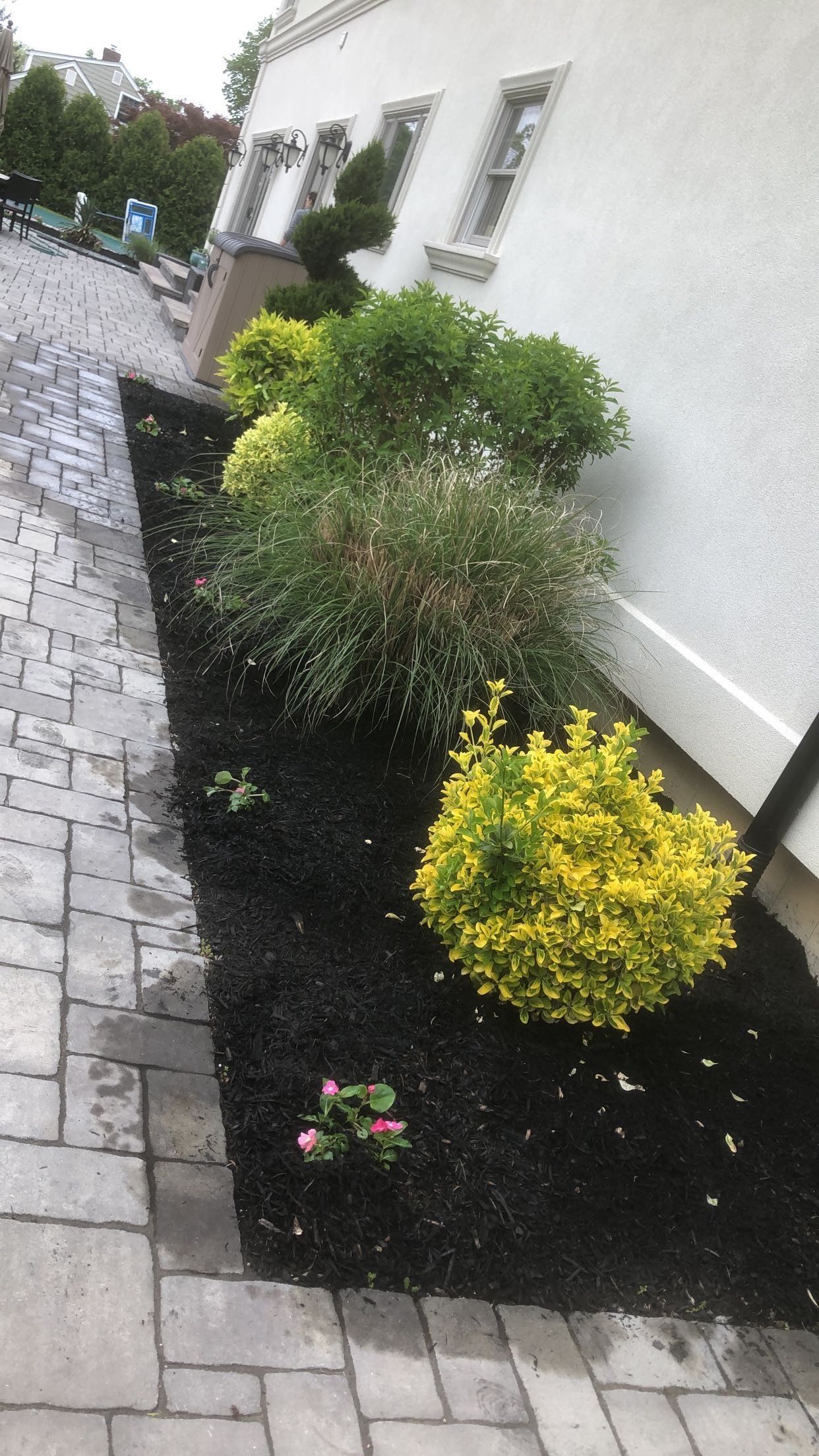 A row of plants in a garden next to a building.