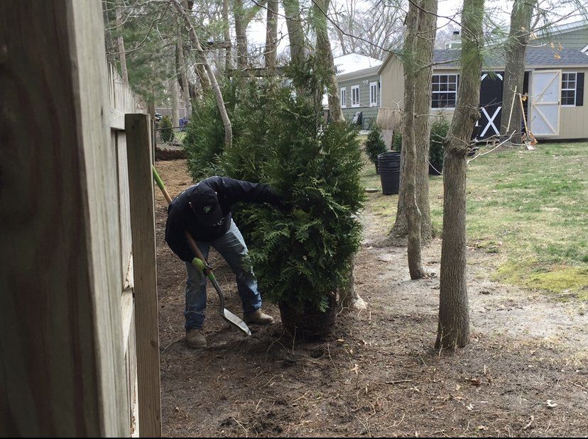 A man is planting a christmas tree in a yard