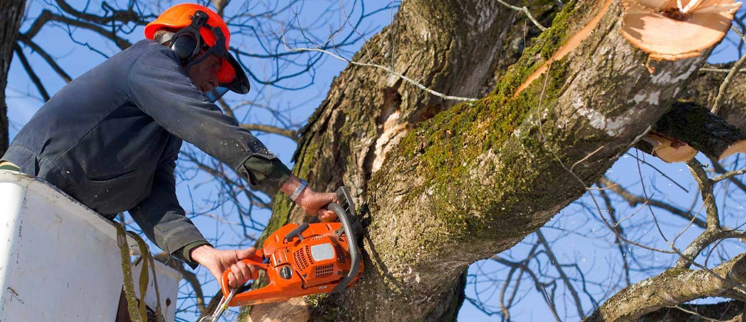 A man is cutting a tree with a chainsaw.