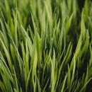 A close up of a field of green grass with a dark background.