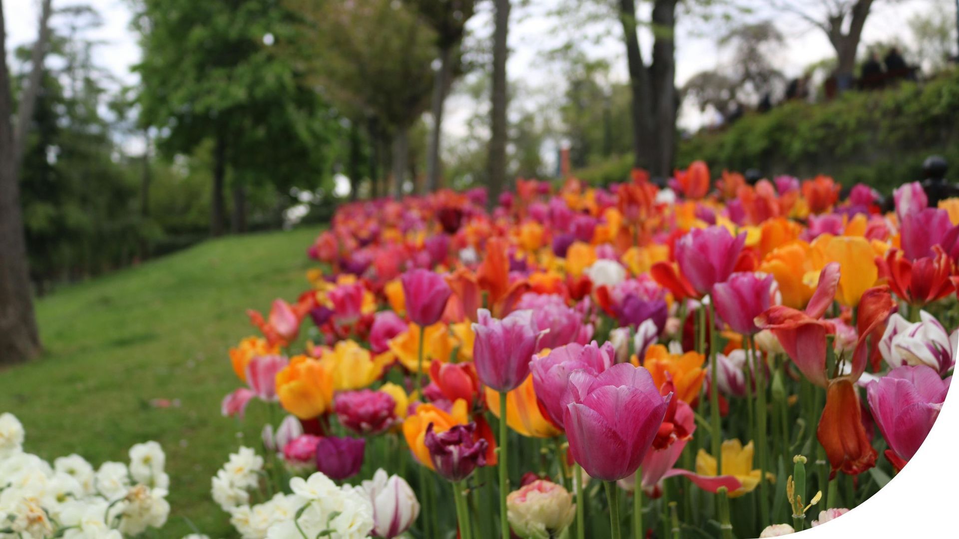 Colorful tulips blooming in a garden with trees and a grassy path in the background