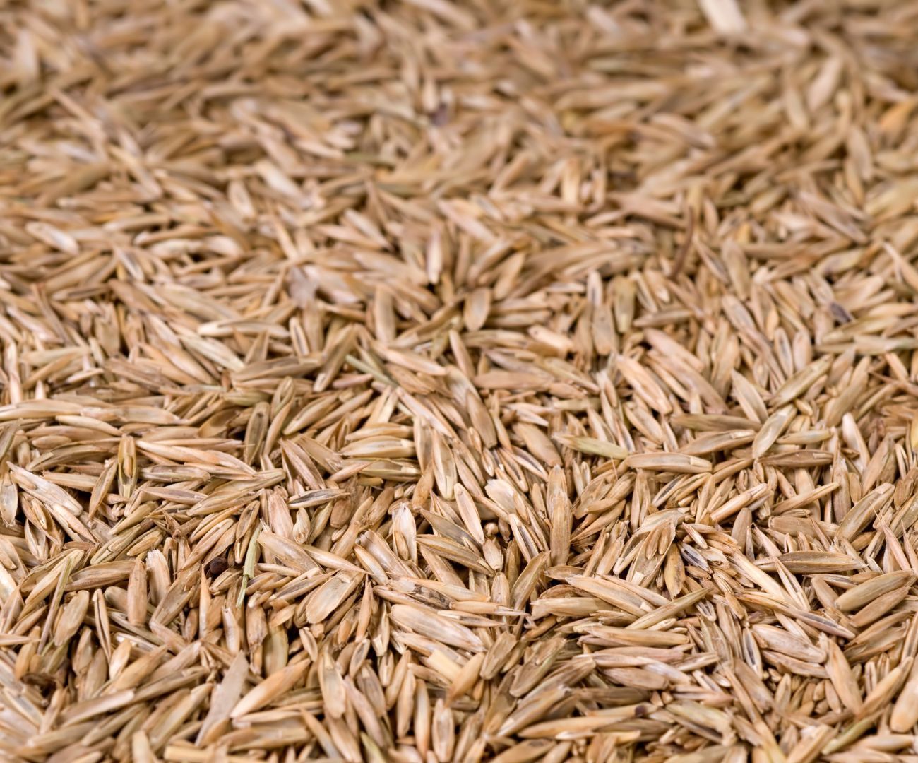 Grass Seed
