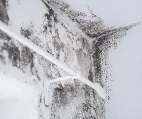 Heavy, dark mold growth covering the corner of a white wall and ceiling near a curtain rod.