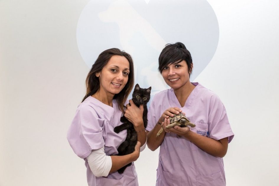 veterinarie con gattino e  tartaruga
