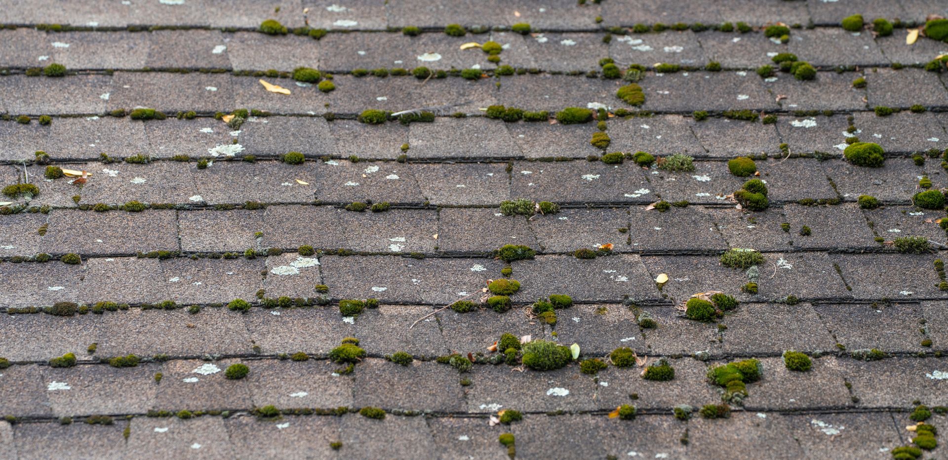 Roof with moss buildup from long term moisture and weather damage in Western Massachusetts