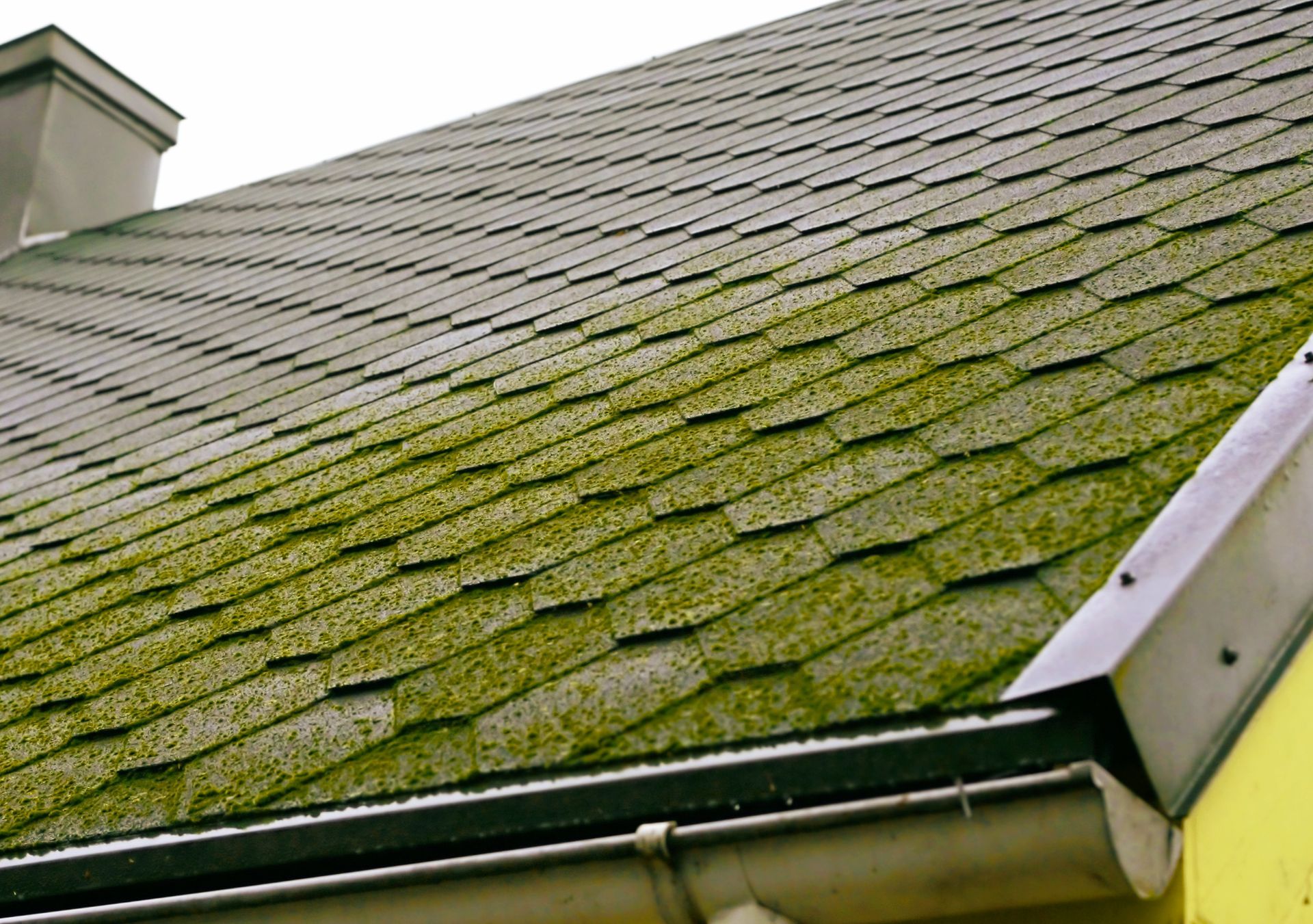 Moss damaging a roof