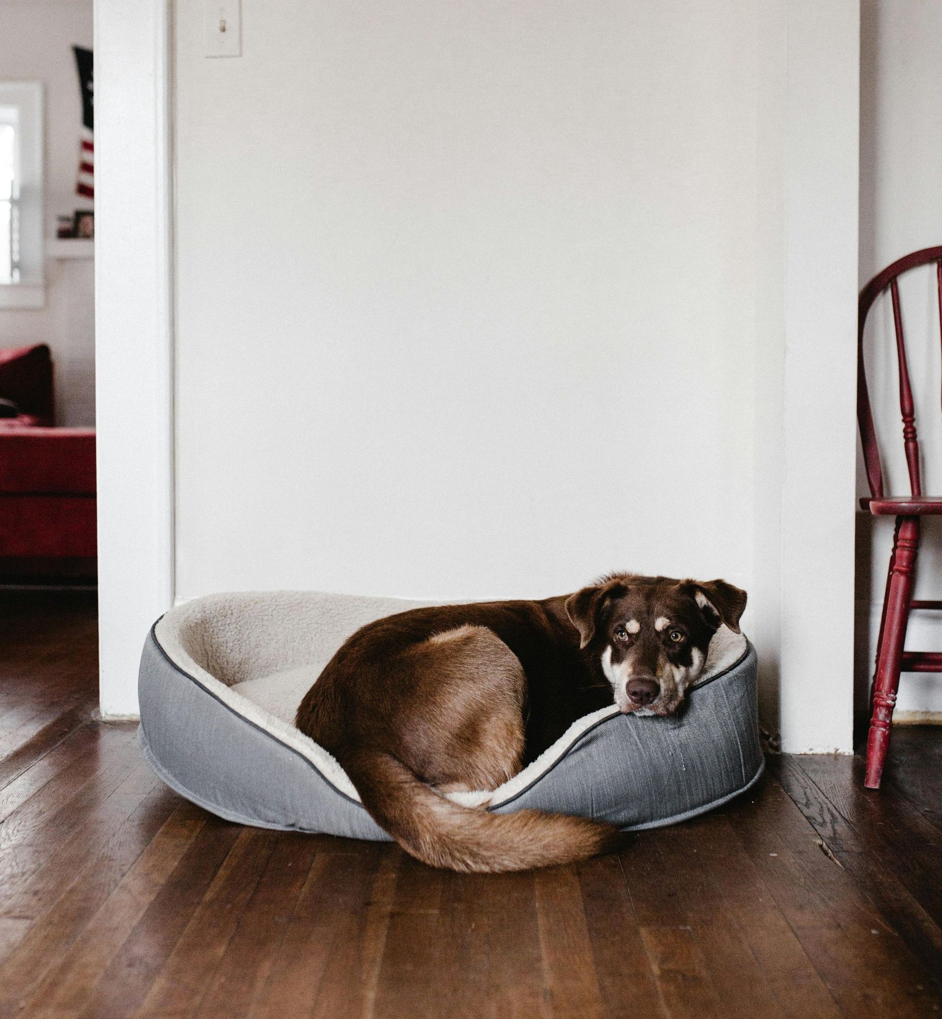 Brown dog resting in a gray and white bed on a wooden floor, by a white wall.