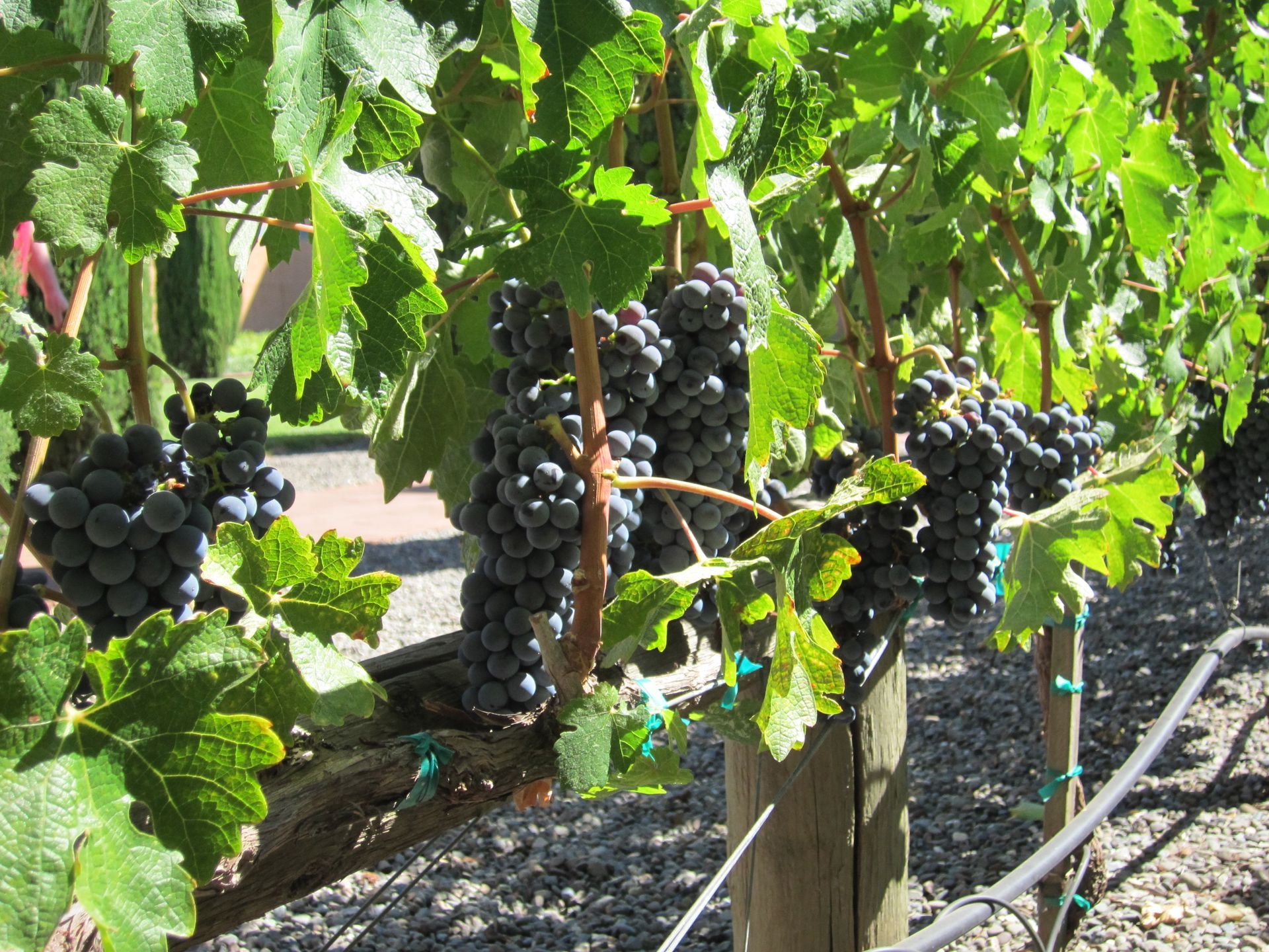 A bunch of grapes are hanging from a vine