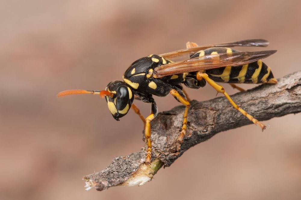 A Close Up Of A Wasp Sitting On A Branch — ASAP Pest Control in Worongary, QLD