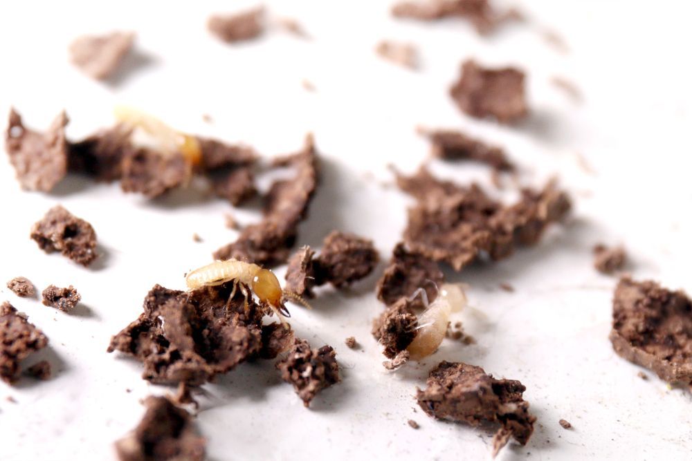 A Close Up Of A Pile Of Chocolate Chips On A White Surface — ASAP Pest Control in Brookwater, QLD