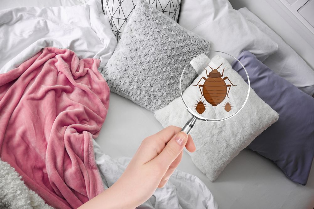 A Person Is Holding A Magnifying Glass Over A Bed Bug On A Pillow — ASAP Pest Control in Calamvale, QLD