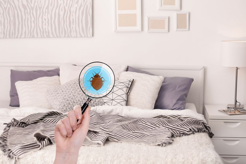 A Person Is Holding A Magnifying Glass Over A Bed — ASAP Pest Control in Goodna, QLD