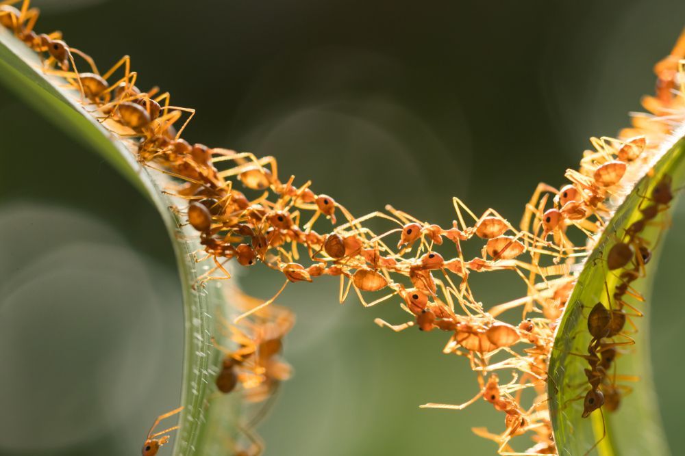 A Close Up Of A Group Of Ants On A Plant — ASAP Pest Control in Highgate Hill, QLD