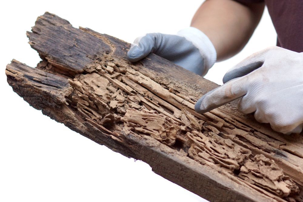 A Person Wearing Gloves Is Holding A Piece Of Wood That Has Been Eaten By Termites — ASAP Pest Control in Tallai, QLD