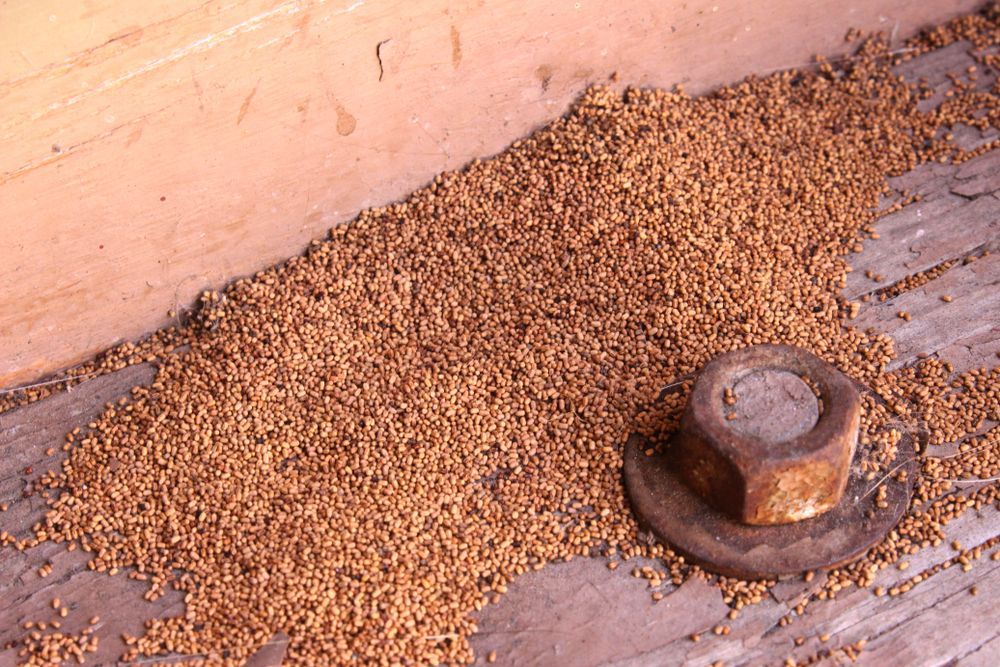 A Nut Is Sitting On A Wooden Surface Next To A Pile Of Wood Shavings — ASAP Pest Control In Thornlands, QLD