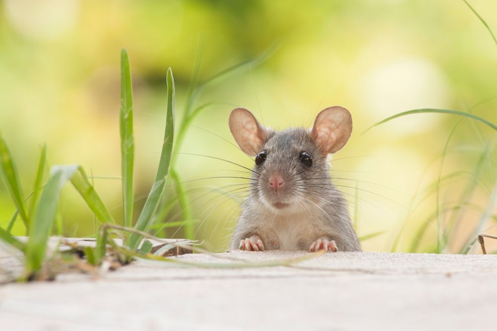 A Mouse Is Peeking Out Of A Hole In The Ground And Looking At The Camera — ASAP Pest Control in Gumdale, QLD