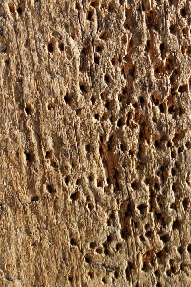 A Close Up Of A Piece Of Wood With Holes In It — ASAP Pest Control in Murarrie, QLD