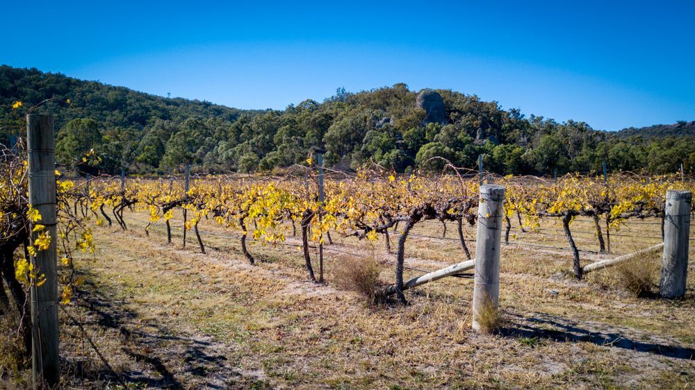 A Vineyard With A Fence And Trees In The Background On A Sunny Day — ASAP Pest Control in Scenic Rim, QLD