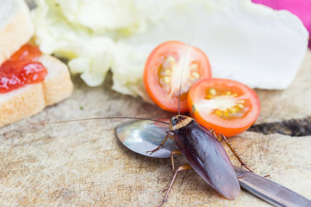 A Cockroach Is Sitting On A Spoon On A Wooden Table — ASAP Pest Control in Loganholme, QLD