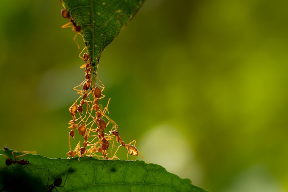 A Group Of Ants Are Standing On Top Of A Green Leaf — ASAP Pest Control in Kuraby, QLD