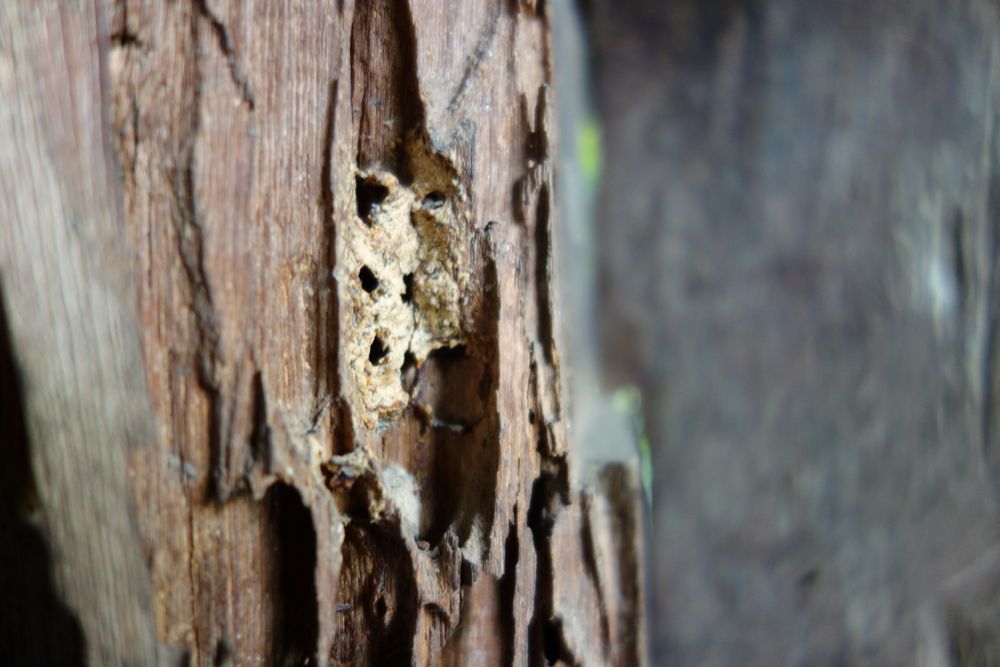 A Close Up Of A Piece Of Wood With Holes In It A Cockroach Is Laying On Its Back On The Floor — ASAP Pest Control in Loganlea, QLD