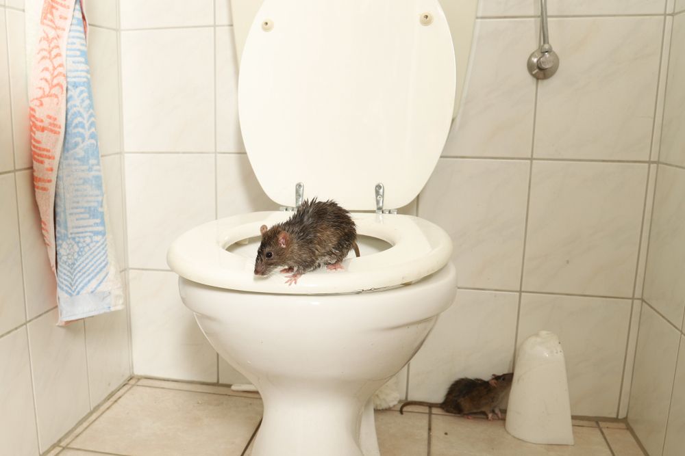 A Mouse Is Sitting On Top Of A Toilet In A Bathroom — ASAP Pest Control in Currumbin Waters, QLD