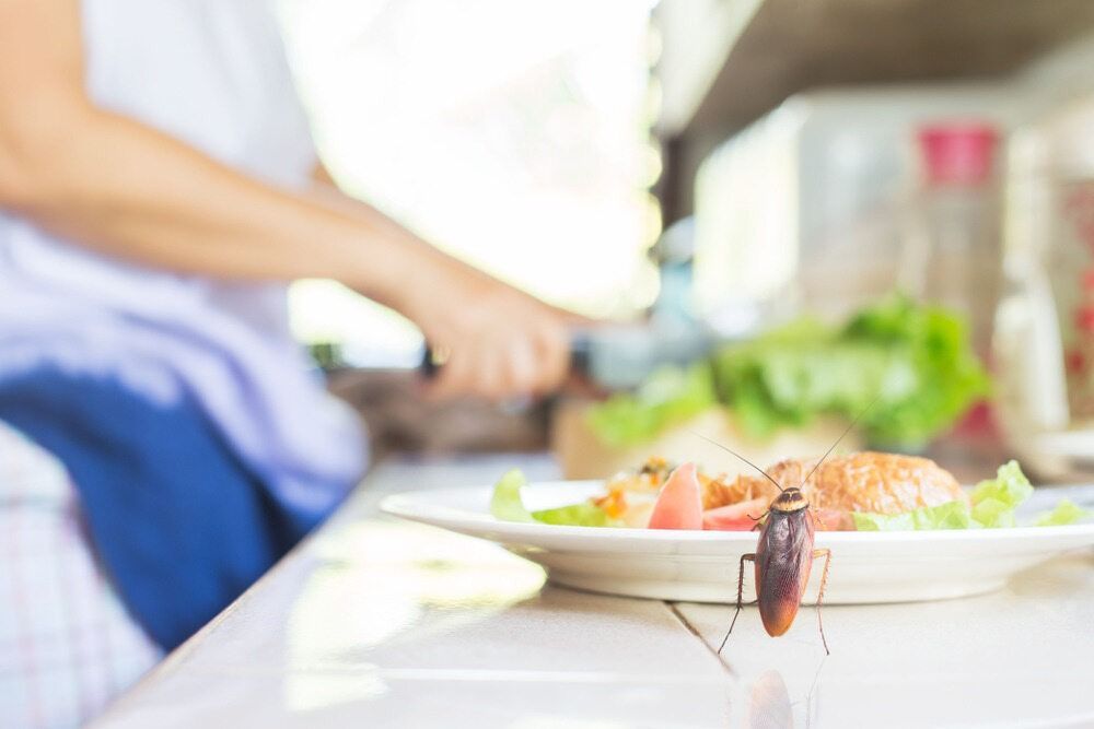 A Cockroach Is Sitting On A Plate Of Food On A Table — ASAP Pest Control in Canungra, QLD