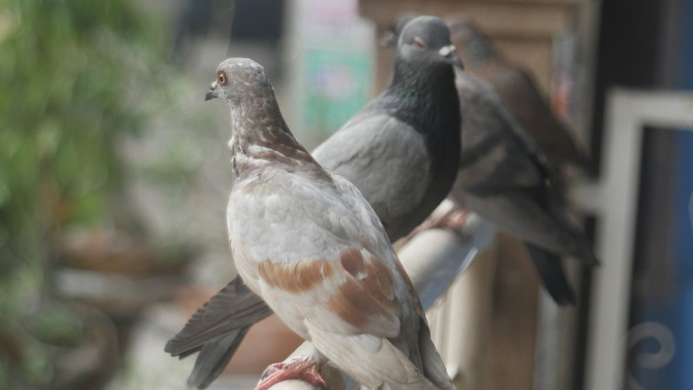 A Couple Of Pigeons Sitting On Top Of A Person 's Hand — ASAP Pest Control in Elanora, QLD