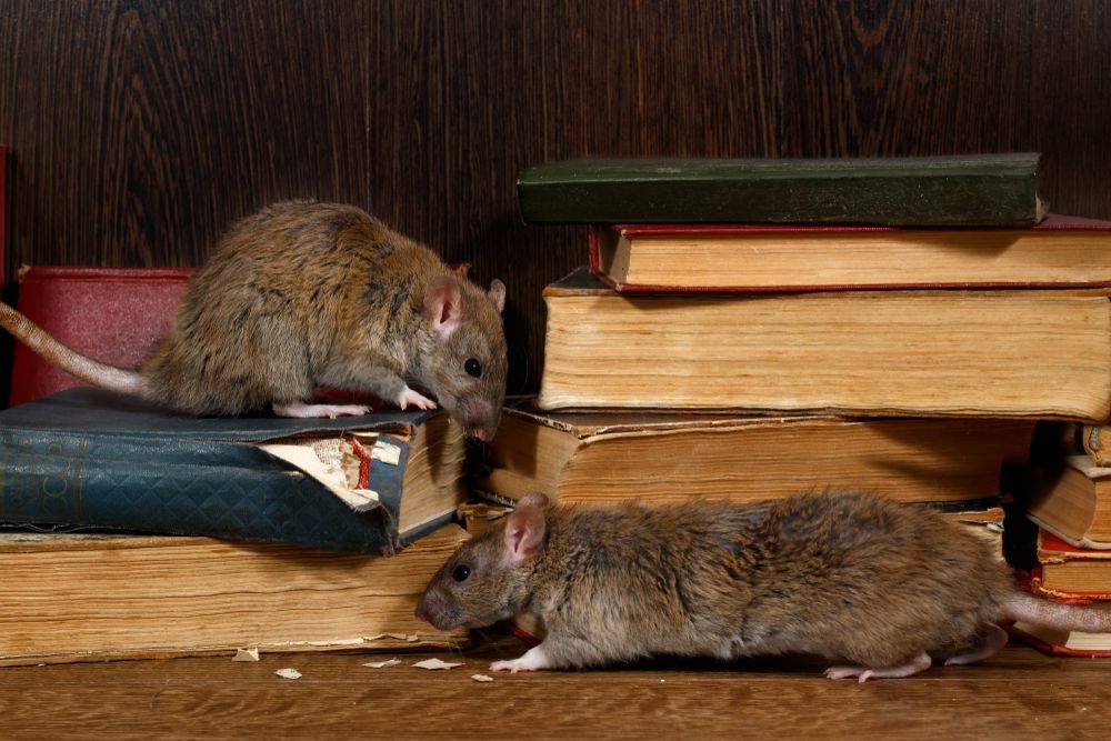 Two Rats Are Standing Next To Each Other On A Pile Of Books — ASAP Pest Control in Tallai, QLD