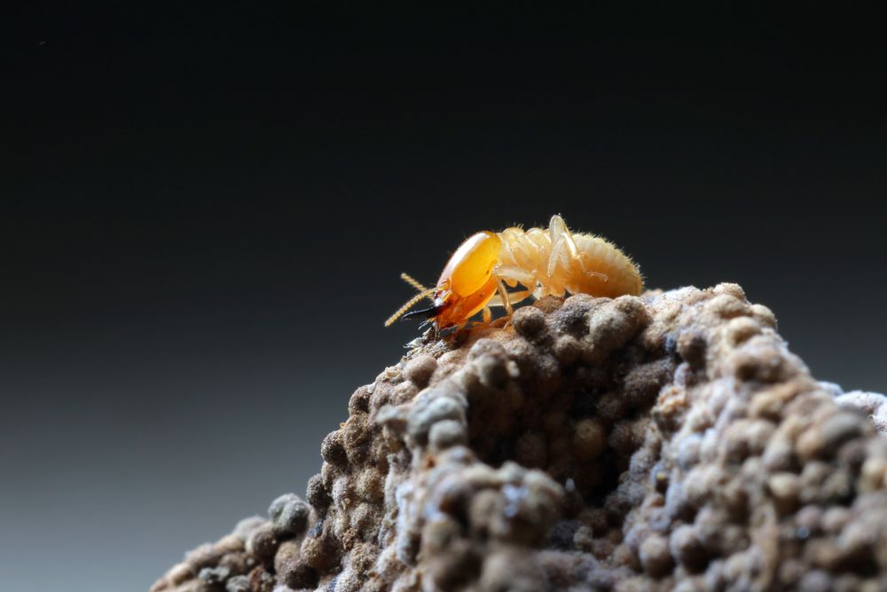 A Termite Is Crawling On Top Of A Pile Of Dirt — ASAP Pest Control in Rocklea, QLD