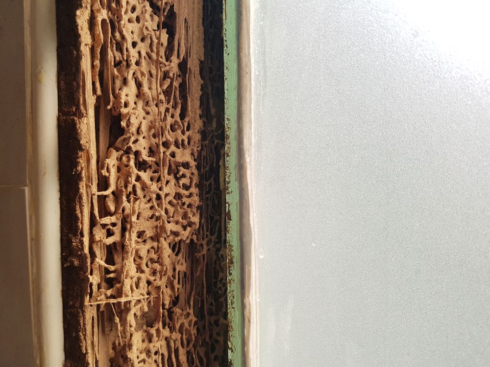 A Close Up Of Termites Eating A Piece Of Wood On A Wall — ASAP Pest Control in Ellen Grove, QLD