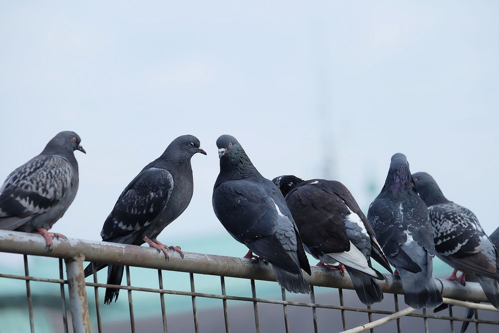 A Flock Of Pigeons Perched On A Metal Fence — ASAP Pest Control in Murarrie, QLD