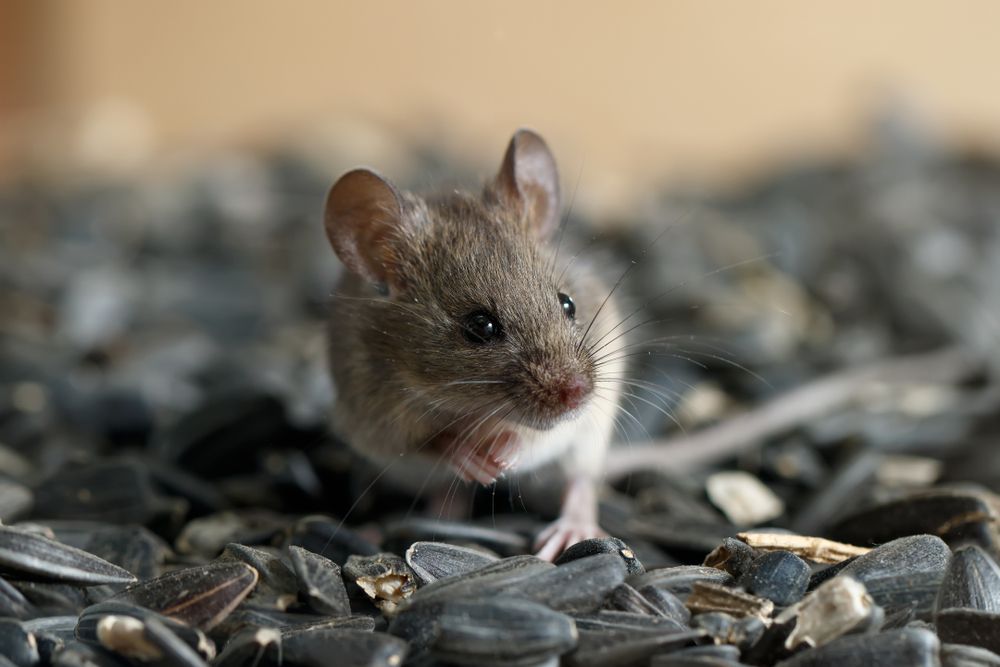 A Mouse Is Standing On Top Of A Pile Of Sunflower Seeds — ASAP Pest Control in Brisbane South, QLD