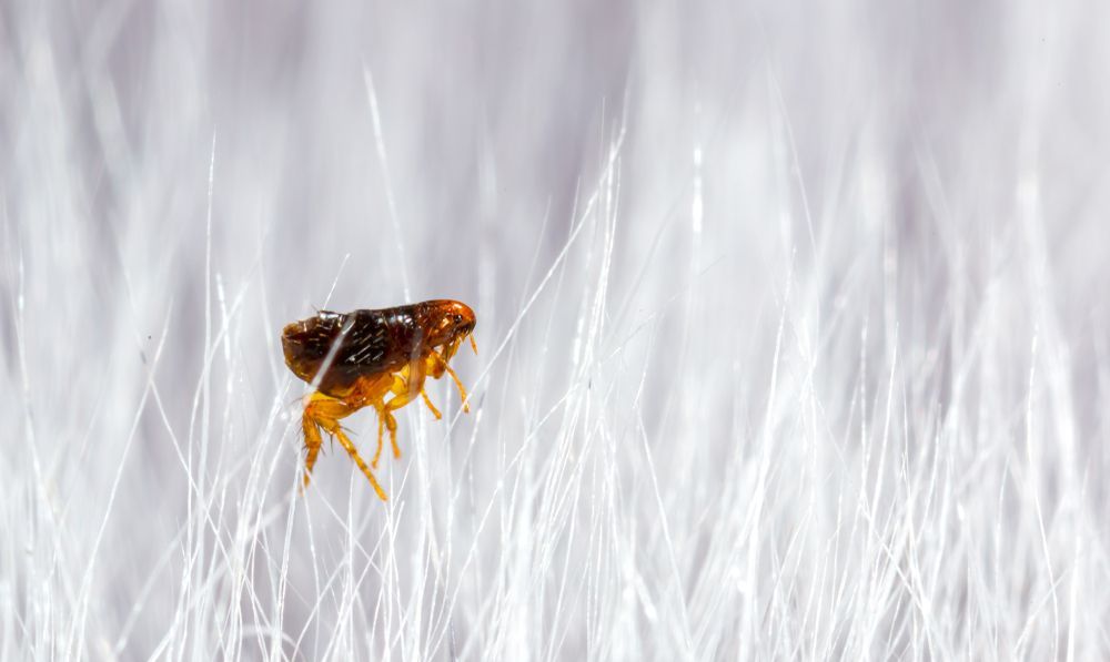 A Flea Is Crawling On A White Furry Surface — ASAP Pest Control In Surfers Paradise, QLD