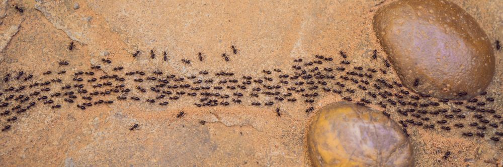 A Bunch Of Ants Are Crawling On The Ground — ASAP Pest Control in Logan, QLD