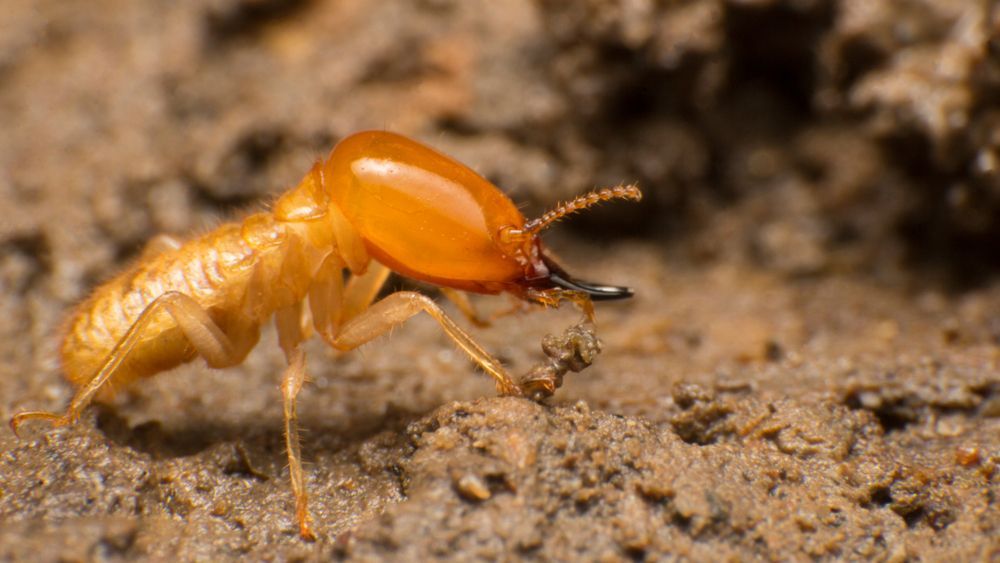 A Termite Is Crawling On A Pile Of Dirt — ASAP Pest Control in Scenic Rim, QLD