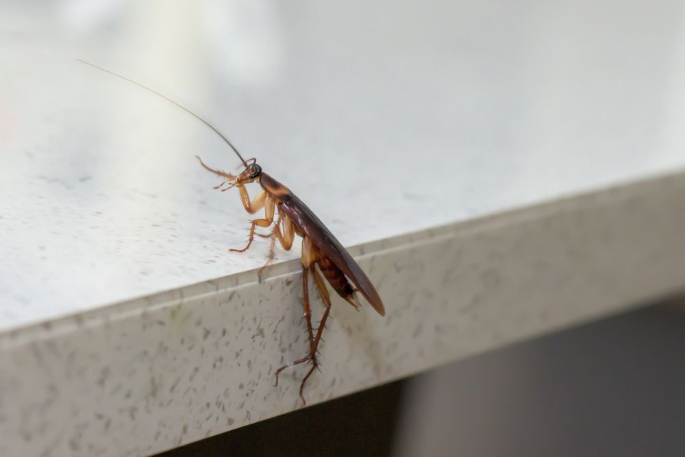 A Cockroach Is Crawling On The Edge Of A Counter — ASAP Pest Control in Murarrie, QLD