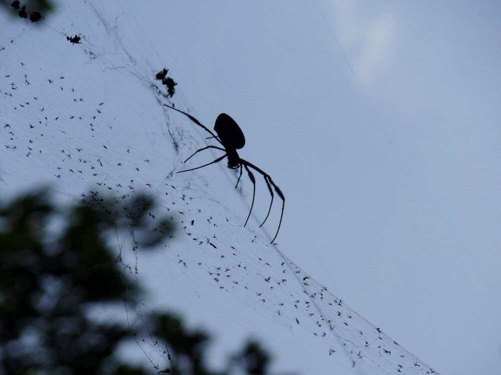 A Spider Is Sitting On A Web Against A Blue Sky — ASAP Pest Control in Wacol, QLD