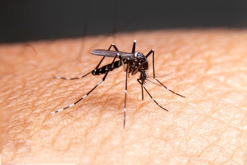 A Mosquito Is Biting A Person 's Arm — ASAP Pest Control in Calamvale, QLD