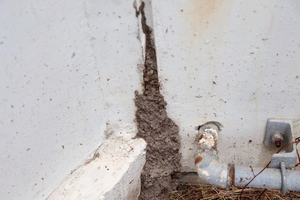 A Termite Nest Is Growing On A White Wall Next To A Pipe — ASAP Pest Control in Oxenford, QLD