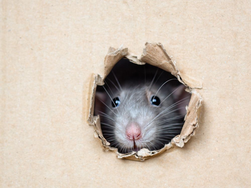 A Rat Is Peeking Out Of A Hole In A Cardboard Box — ASAP Pest Control in Rochedale South, QLD