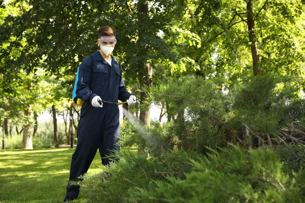 A Man Is Spraying Trees In A Park With A Sprayer — ASAP Pest Control in Broadbeach Waters, QLD