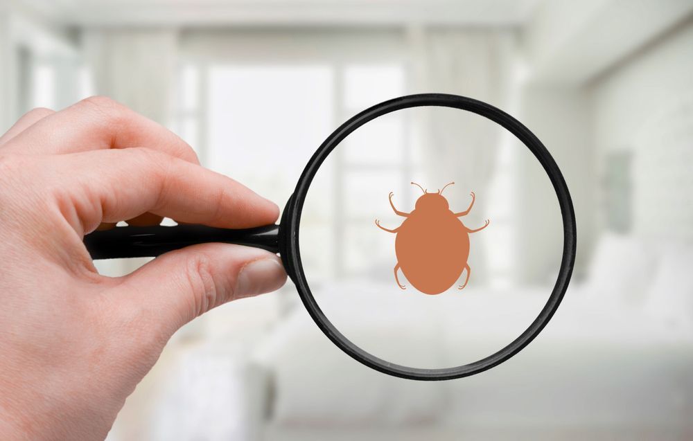 A Person Is Holding A Magnifying Glass Over A Bed Bug — ASAP Pest Control In Pacific Pines, QLD