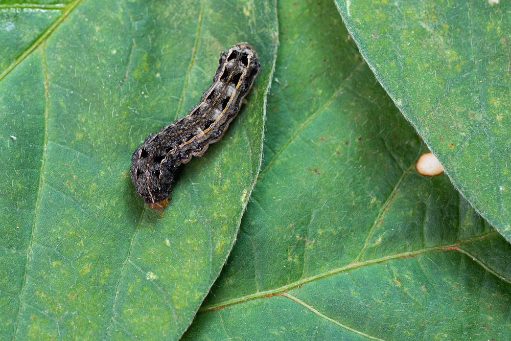 A Close Up Of A Caterpillar On A Green Leaf  — ASAP Pest Control in Boonah, QLD