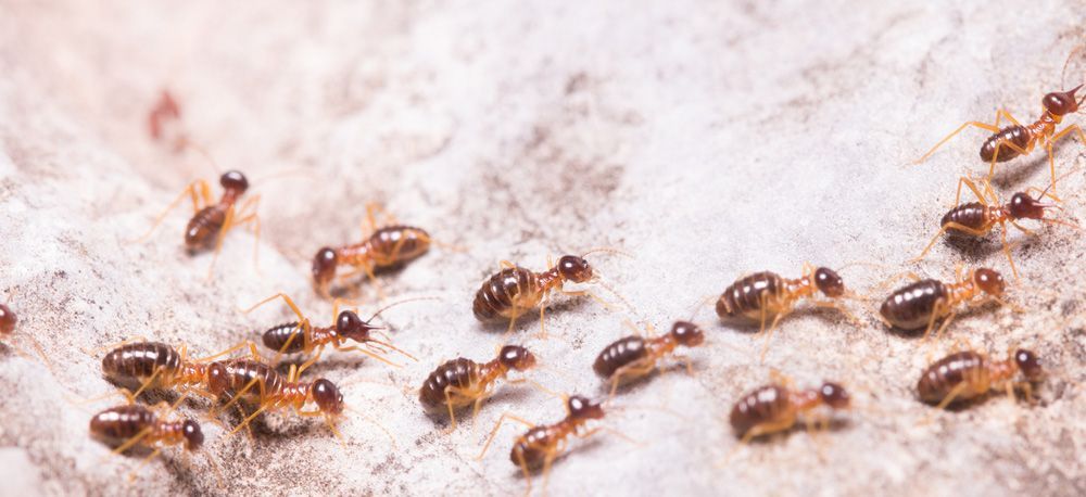 A Group Of Termites Are Crawling On A White Surface — ASAP Pest Control In Sunnybank, QLD