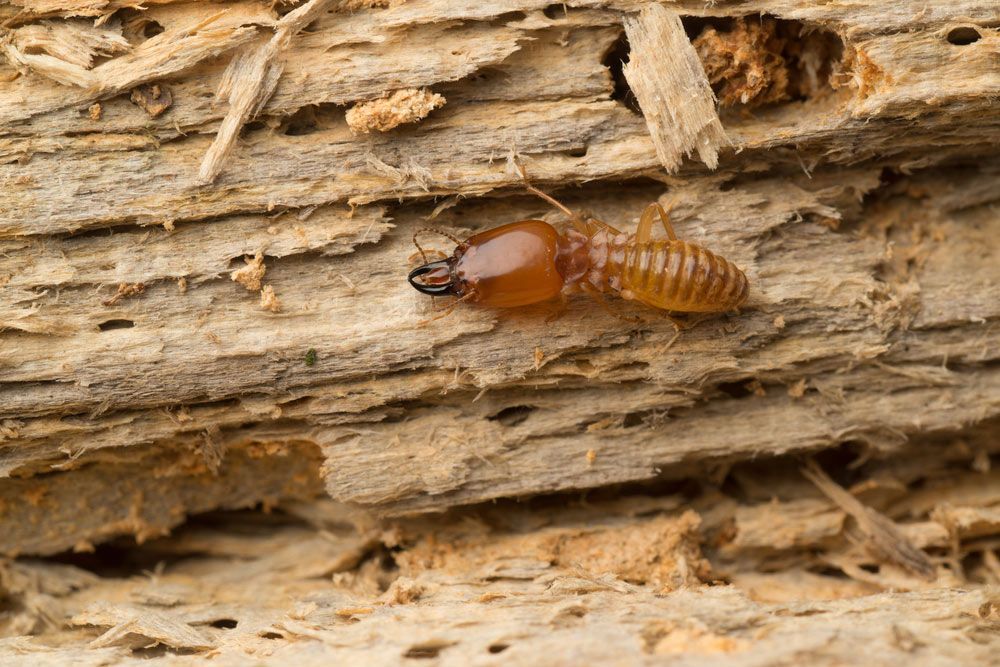 A Termite Is Crawling On A Piece Of Wood — ASAP Pest Control in Elanora, QLD